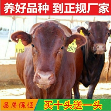 岭南黄牛优良品种品质保障提供技术免费运输
