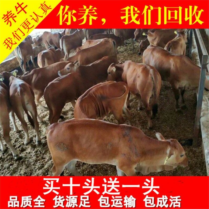 岭南黄牛优良品种品质保障提供技术免费运输