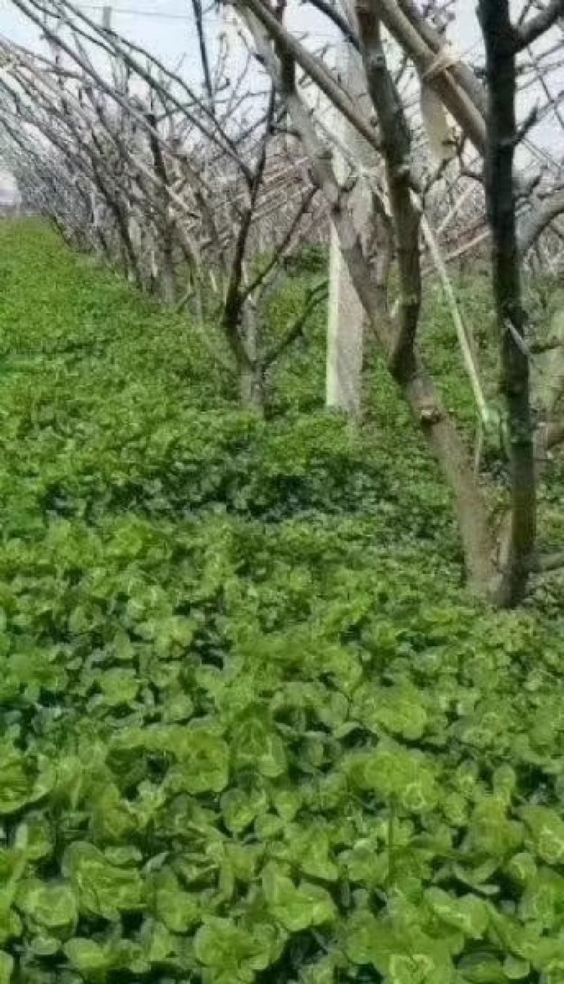 果园草种子盖杂草四季种植多年生改善土壤提高有机物以草制草