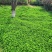 果园草种子盖杂草四季种植多年生改善土壤提高有机物以草制草