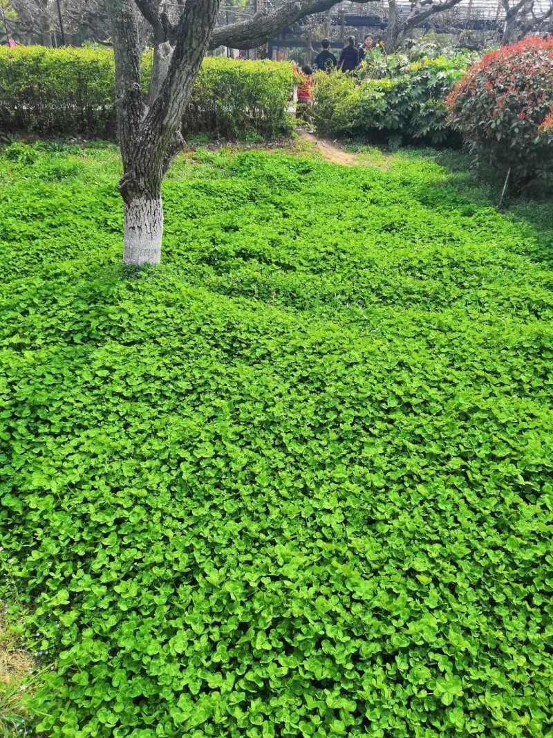 果园草种子盖杂草四季种植多年生改善土壤提高有机物以草制草