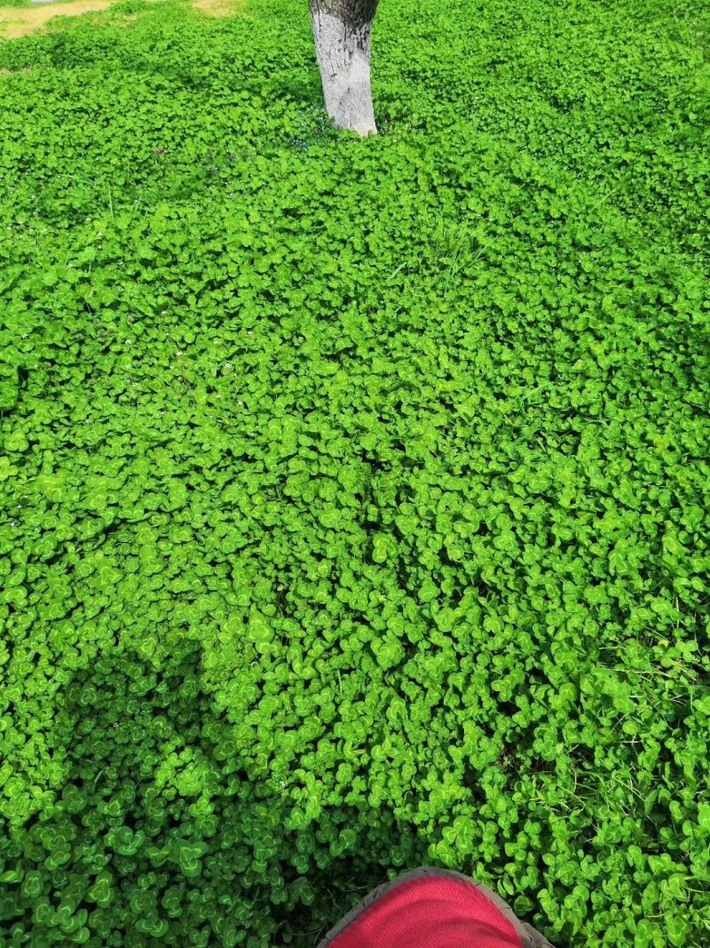 果园草种子盖杂草四季种植多年生改善土壤提高有机物以草制草