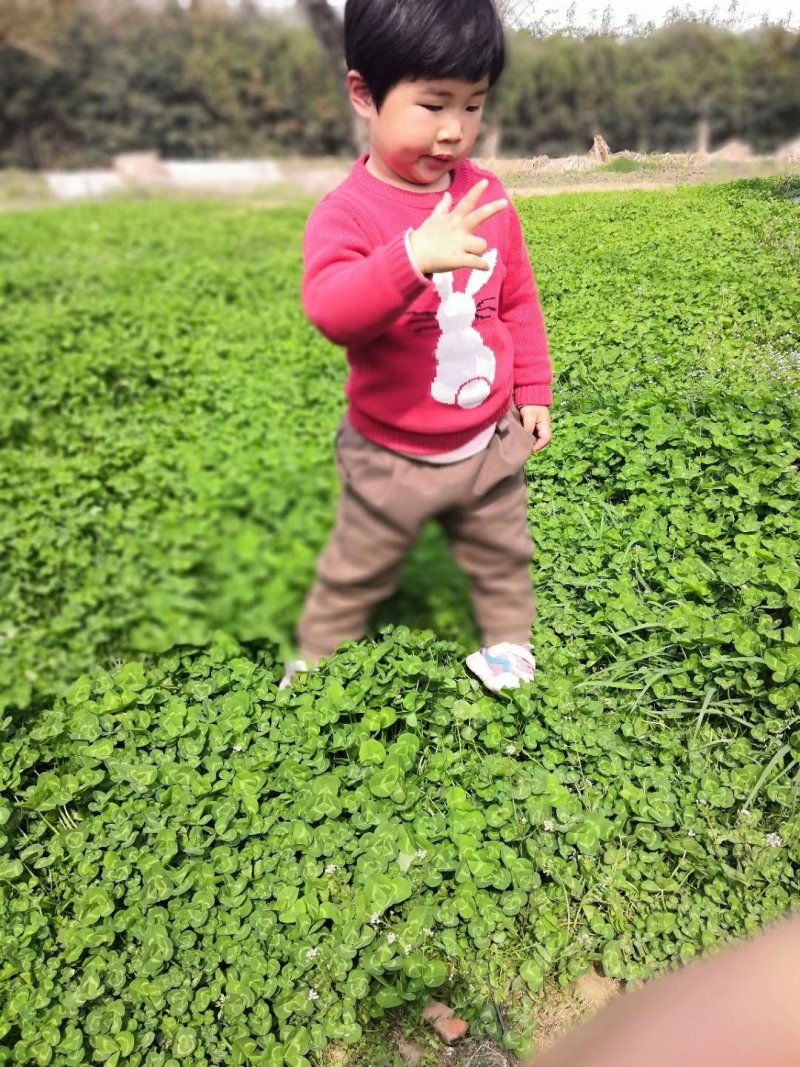 果园草种子盖杂草四季种植多年生改善土壤提高有机物以草制草