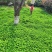 果园草种子盖杂草四季种植多年生改善土壤提高有机物以草制草