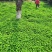 果园草种子盖杂草四季种植多年生改善土壤提高有机物以草制草