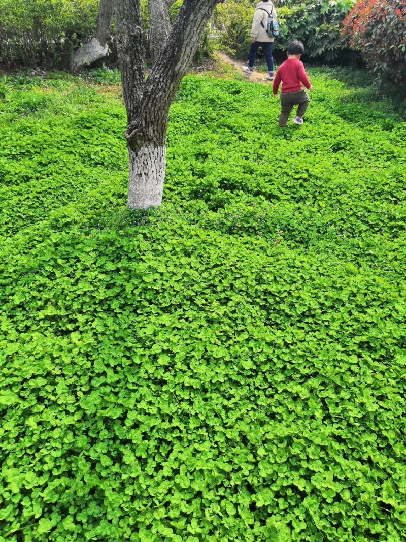 果园草种子盖杂草四季种植多年生改善土壤提高有机物以草制草
