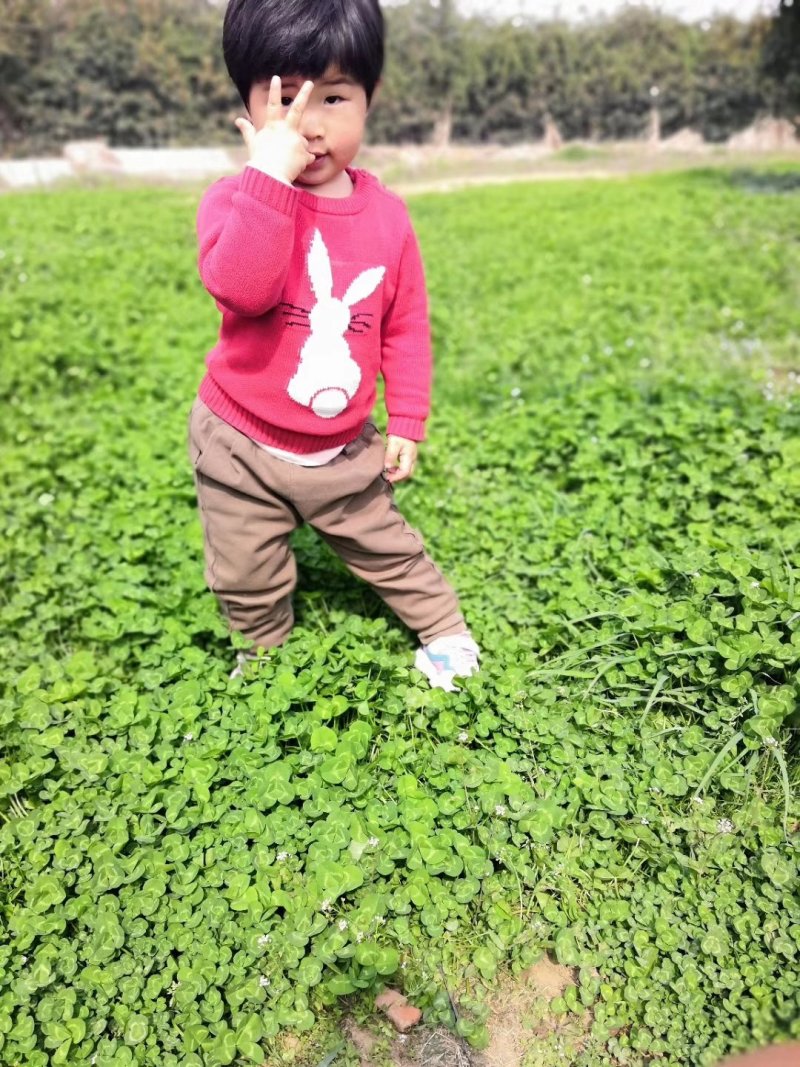 果园草种子盖杂草四季种植多年生改善土壤提高有机物以草制草