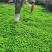 果园草种子盖杂草四季种植多年生改善土壤提高有机物以草制草