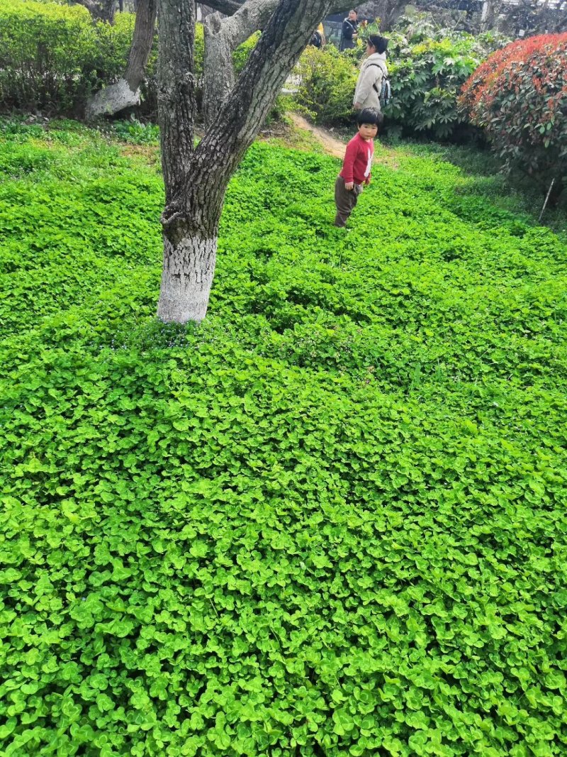 果园草种子盖杂草四季种植多年生改善土壤提高有机物以草制草
