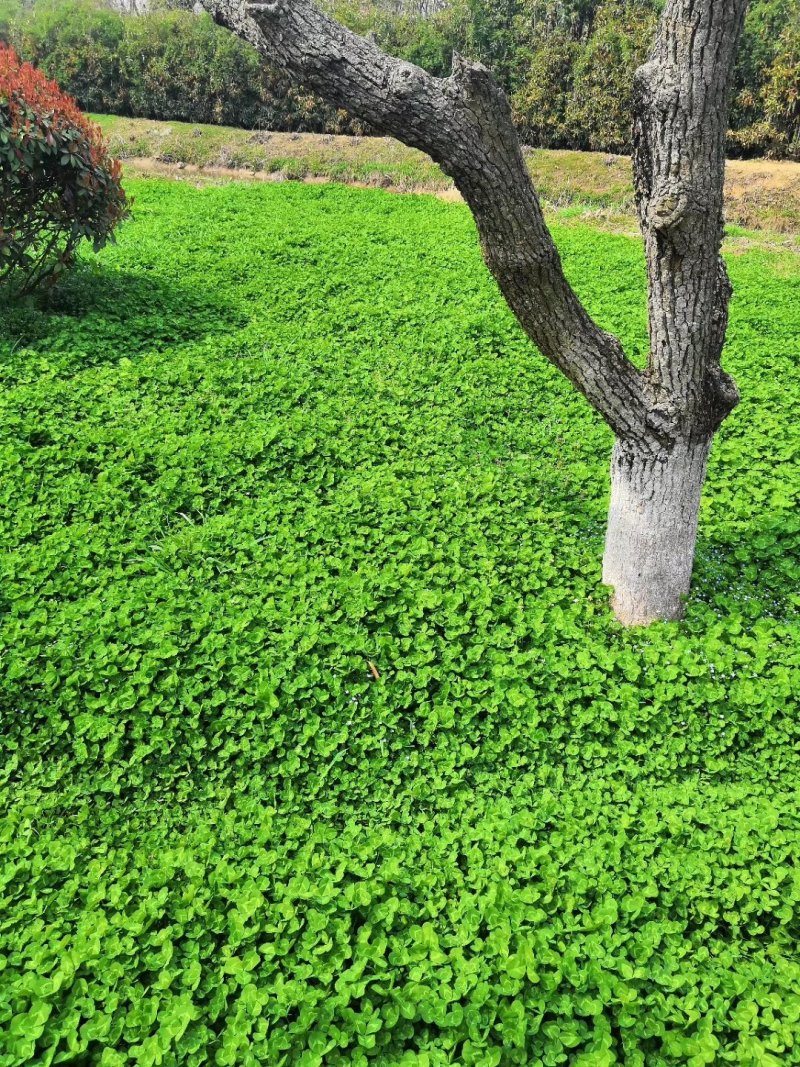 果园草种子盖杂草四季种植多年生改善土壤提高有机物以草制草