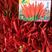 【聚便宜】红太阳簇生朝天椒种子早熟风干可一次性采摘