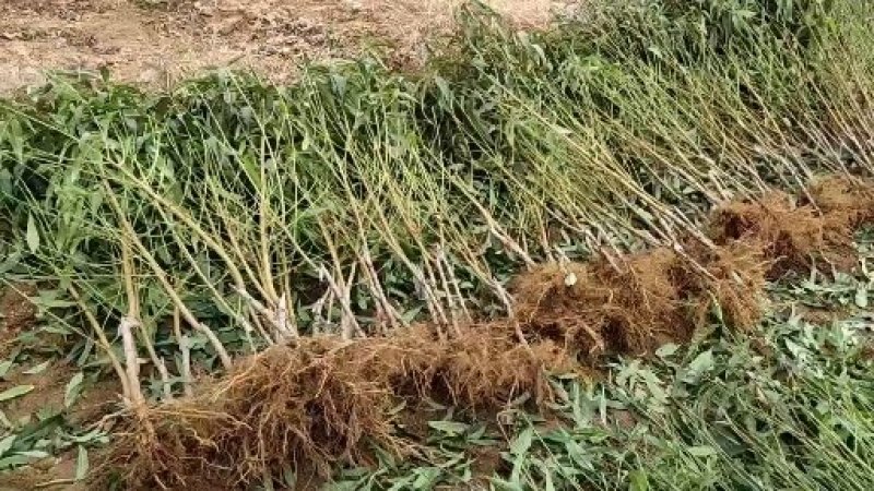 桃树苗水蜜桃苗黄桃寿桃盆栽地栽果树苗适应南方北方种植