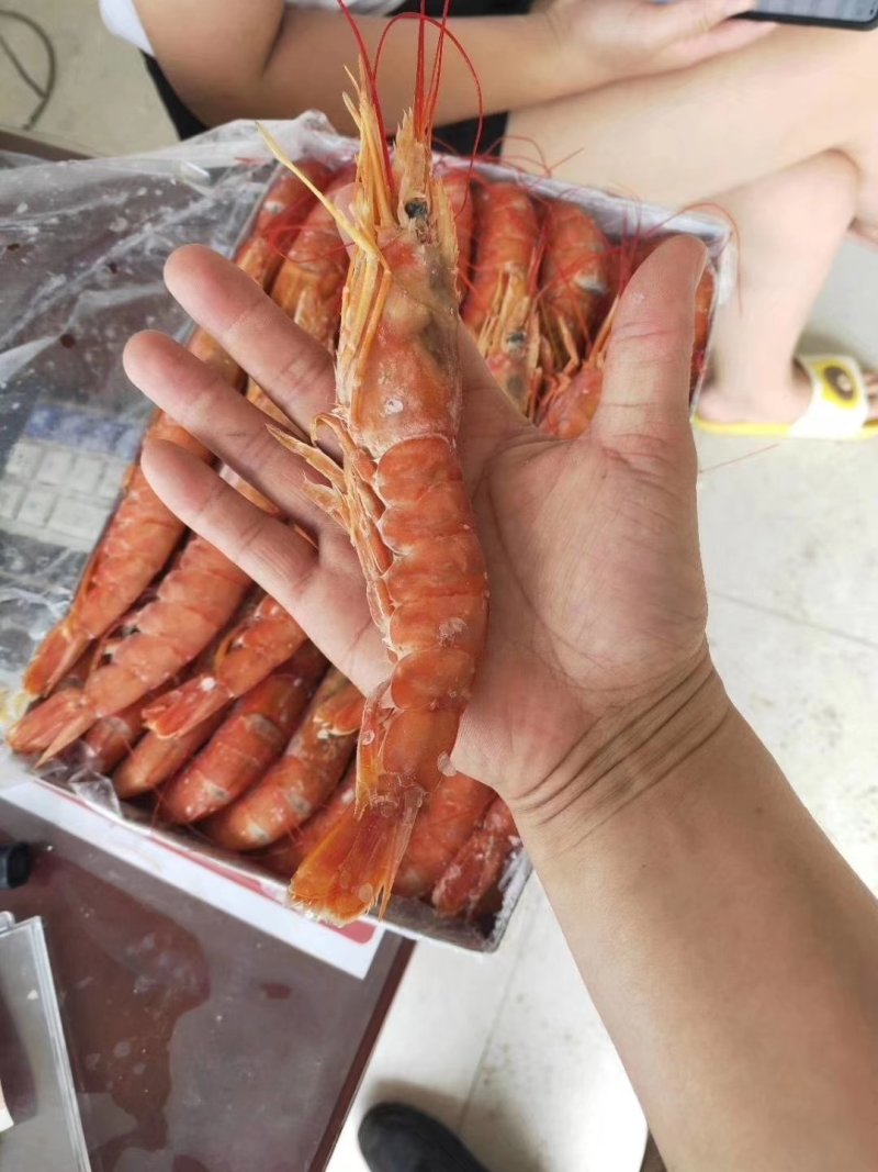 阿根廷红虾
