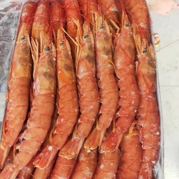 阿根廷红虾