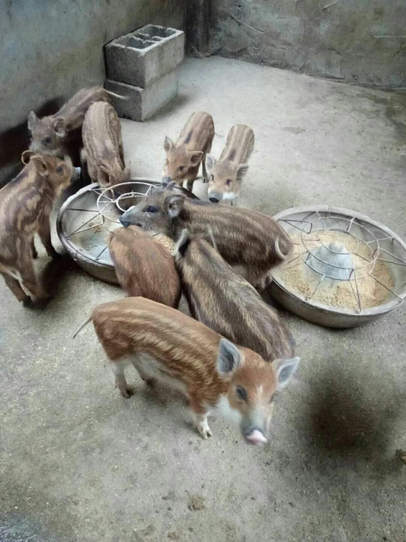 香猪种苗10一15斤的多少钱一头