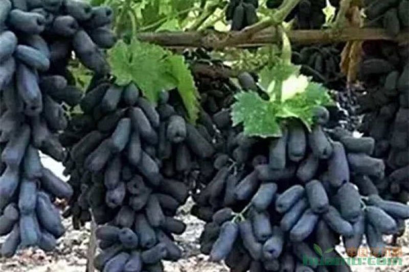 甜蜜蓝宝石葡萄苗当年结果包成活