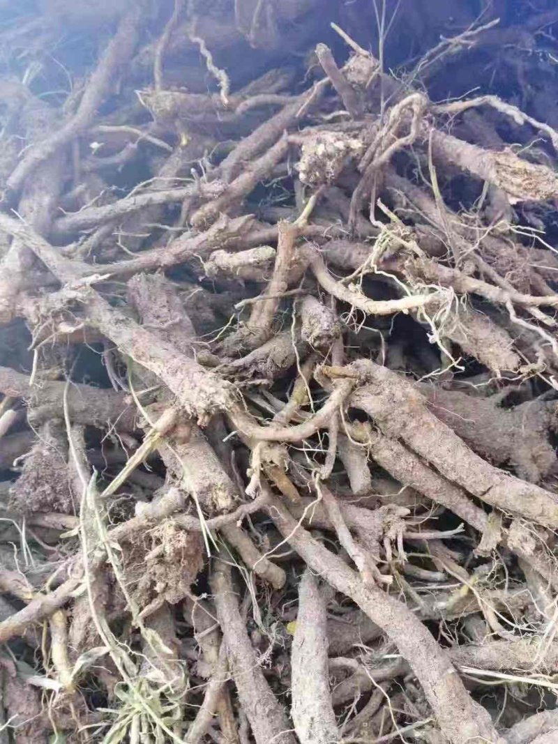 黄芩种子，纯新黄芩种子，发芽高厂家直供包成活包回收