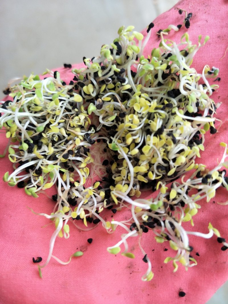 黄芩种子，纯新黄芩种子，发芽高厂家直供包成活包回收
