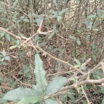 陕西精品皱友药木瓜，长叶木瓜苗，