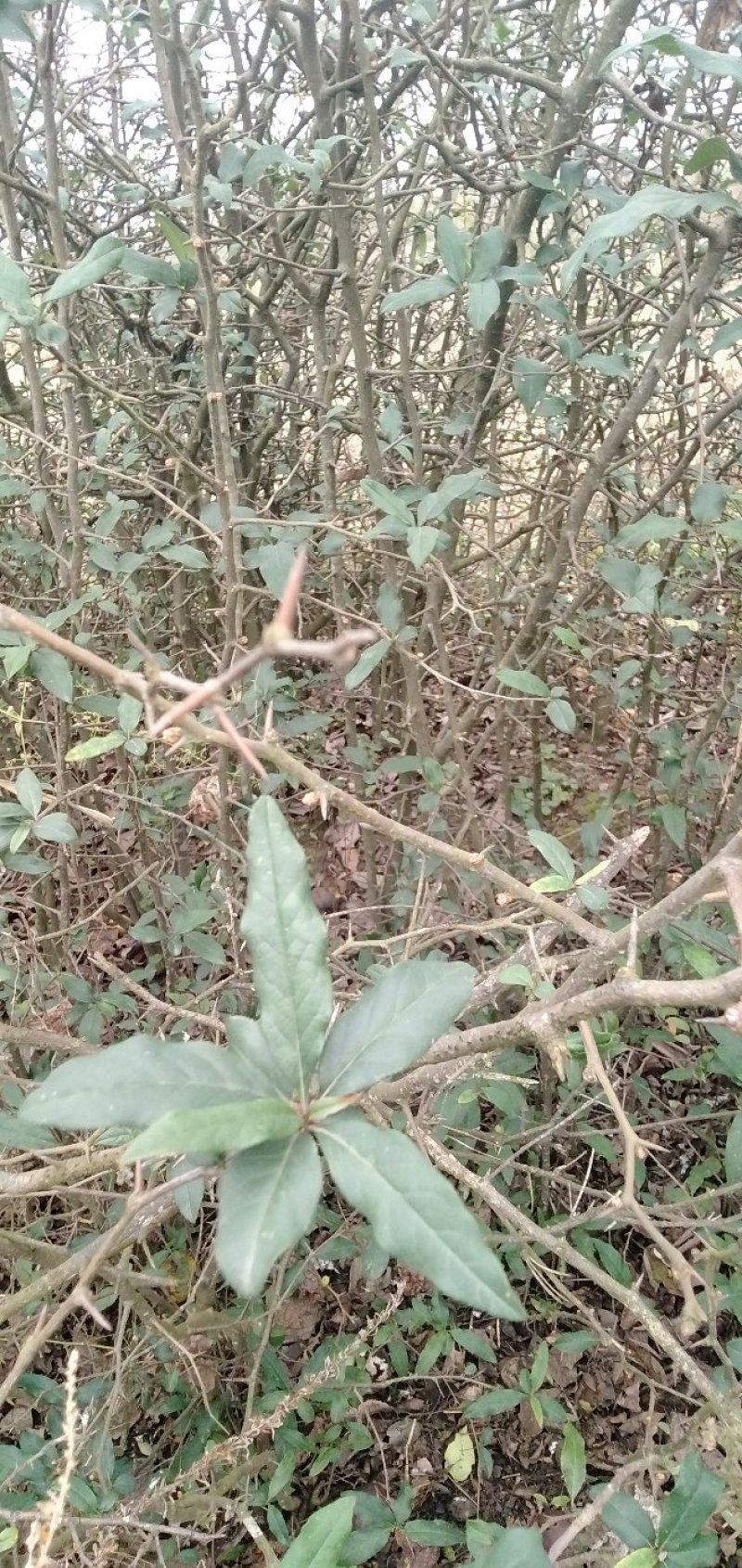陕西精品皱友药木瓜，长叶木瓜苗，