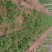 【优】铁杆香菜产地直供价格美丽全国发货