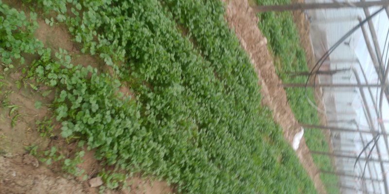 【优】铁杆香菜产地直供价格美丽全国发货