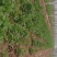 【优】铁杆香菜产地直供价格美丽全国发货