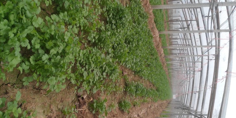 【优】铁杆香菜产地直供价格美丽全国发货
