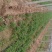 【优】铁杆香菜产地直供价格美丽全国发货