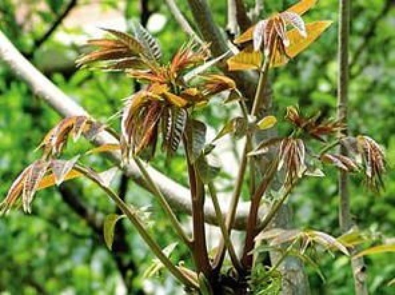 红油香椿苗大棚苗现挖现卖假一赔十保证品种