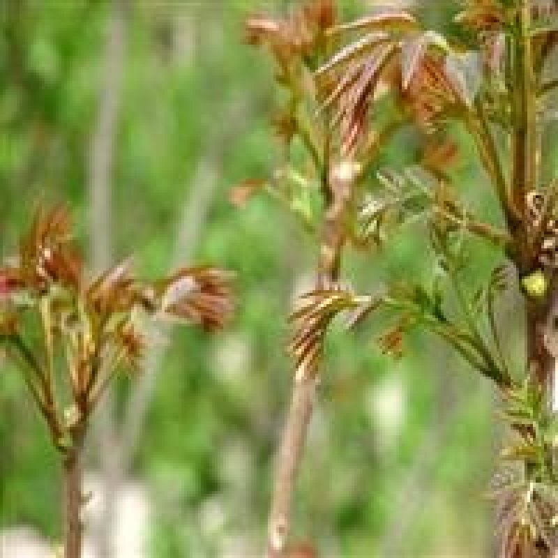 红油香椿苗大棚苗现挖现卖假一赔十保证品种