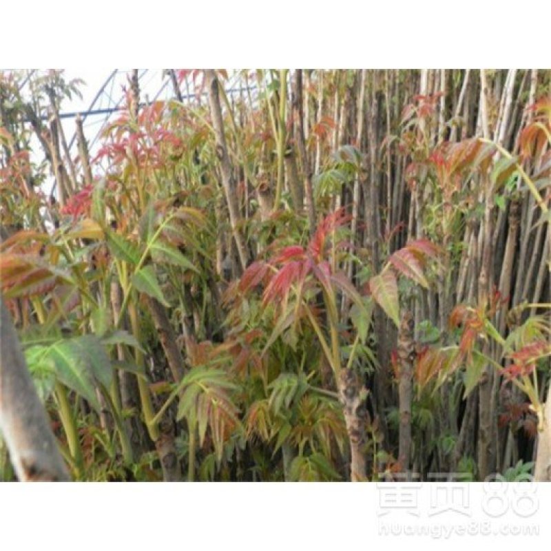 红油香椿苗大棚苗现挖现卖假一赔十保证品种