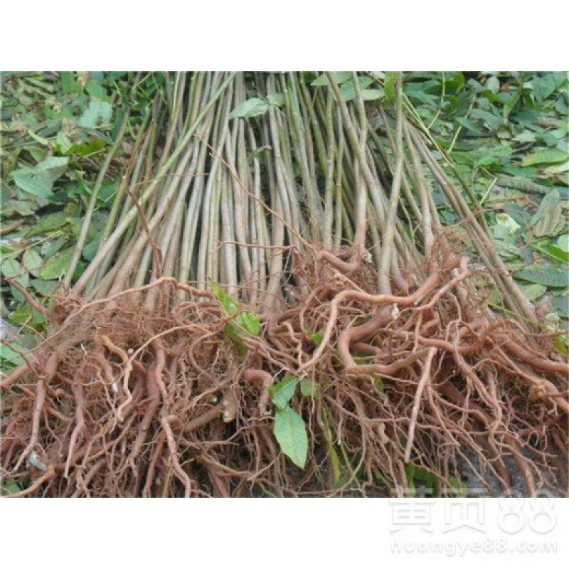 红油香椿苗大棚苗现挖现卖假一赔十保证品种