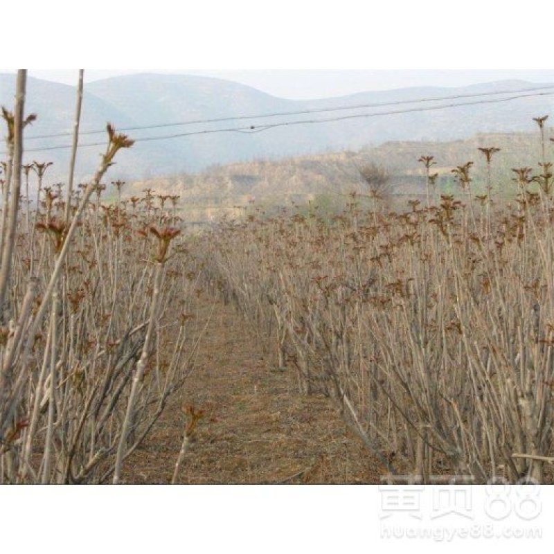 红油香椿苗大棚苗现挖现卖假一赔十保证品种
