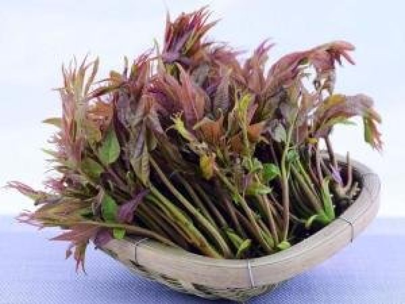 红油香椿苗大棚苗现挖现卖假一赔十保证品种