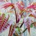 红油香椿苗大棚苗现挖现卖假一赔十保证品种