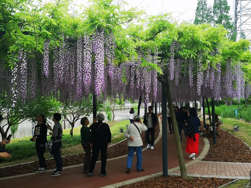 紫藤苗，350亩纯紫藤基地直发日本长穗多花紫藤