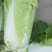 河北省唐山市滦南县优级大白菜