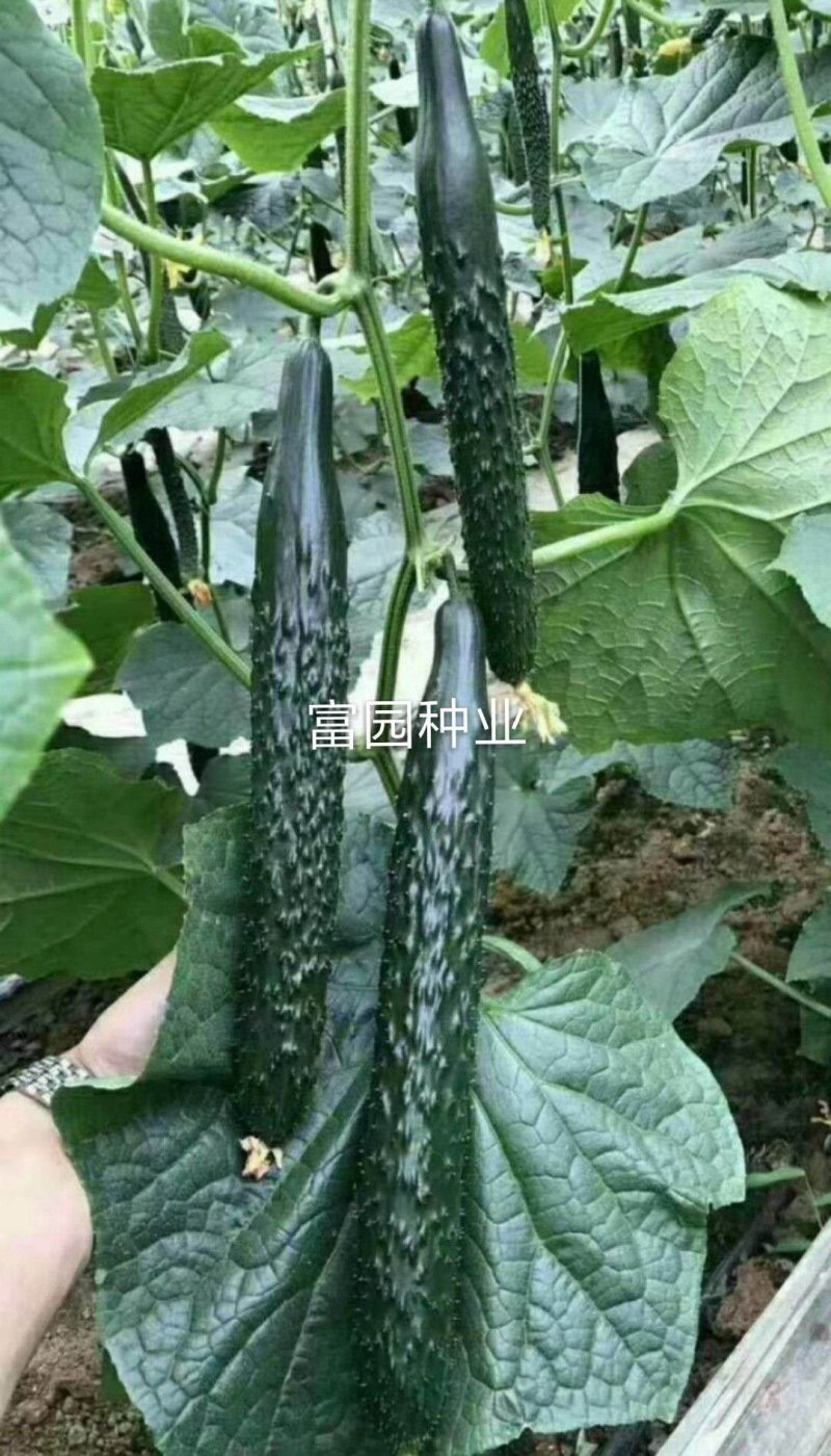 黄瓜种子抗寒油亮绿瓤密刺不嫁接也油亮/1000粒