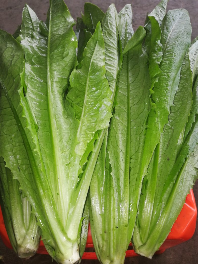 精品油麦