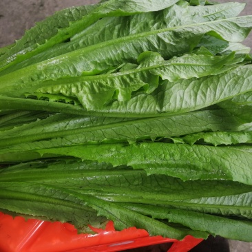 精品油麦