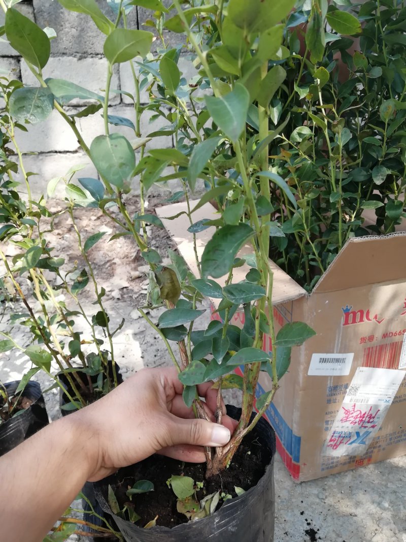 蓝莓苗2年以上带营养杯发货莱克西批发兔眼薄雾