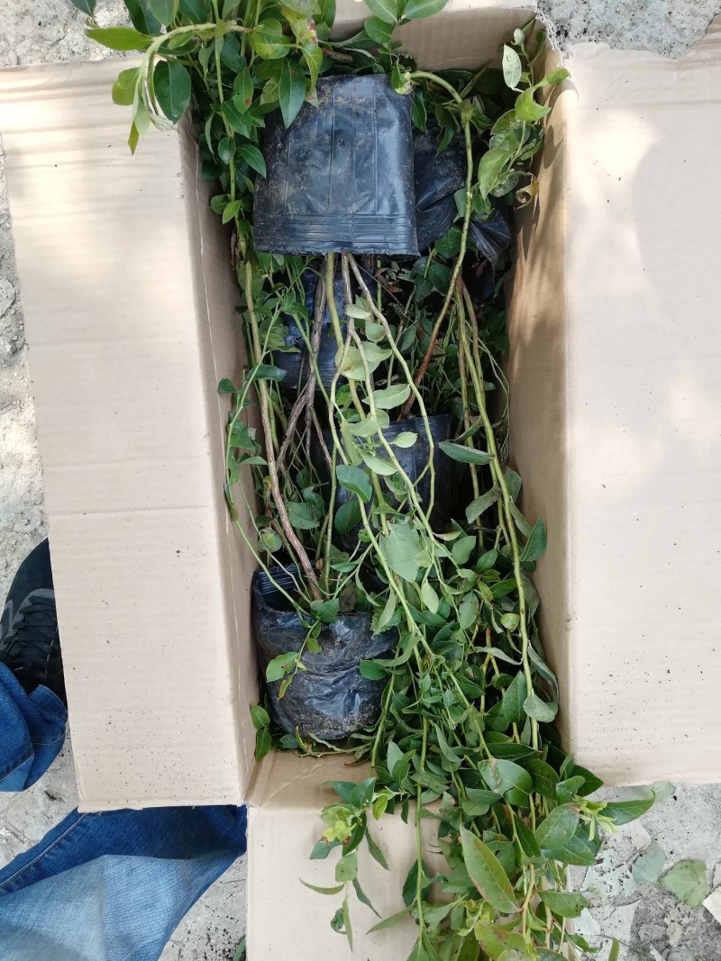 蓝莓苗2年以上带营养杯发货莱克西批发兔眼薄雾