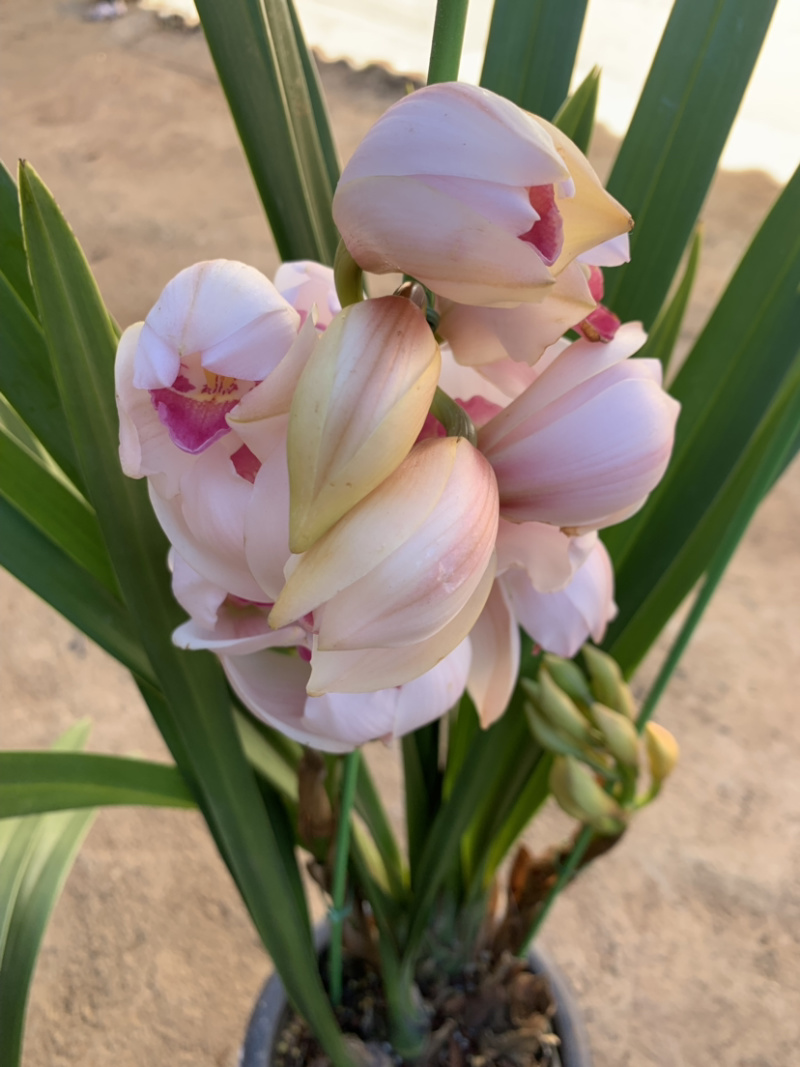 大花惠兰元宵花拱兰好养四季常绿好养喜庆春节花卉