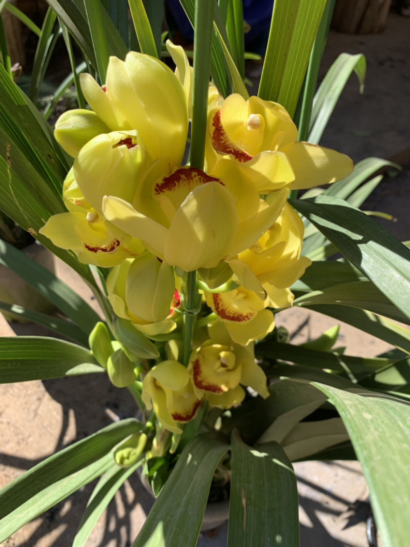 大花惠兰元宵花拱兰好养四季常绿好养喜庆春节花卉
