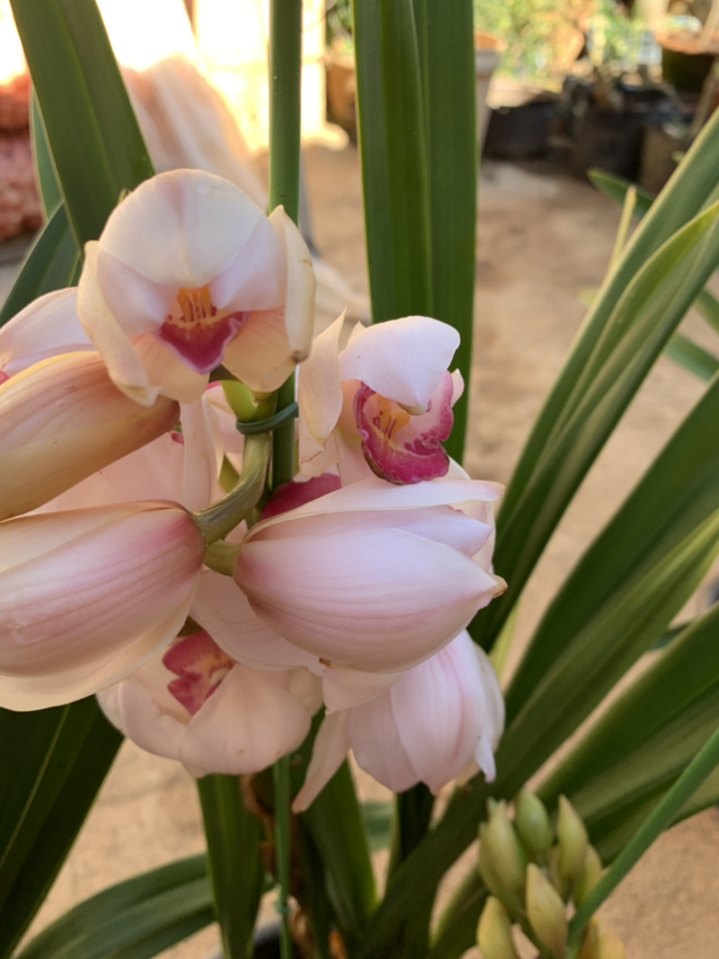 大花惠兰元宵花拱兰好养四季常绿好养喜庆春节花卉