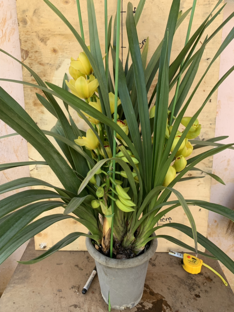 大花惠兰元宵花拱兰好养四季常绿好养喜庆春节花卉
