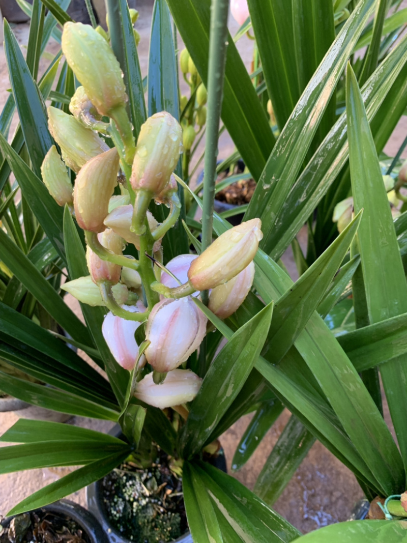 大花惠兰元宵花拱兰好养四季常绿好养喜庆春节花卉