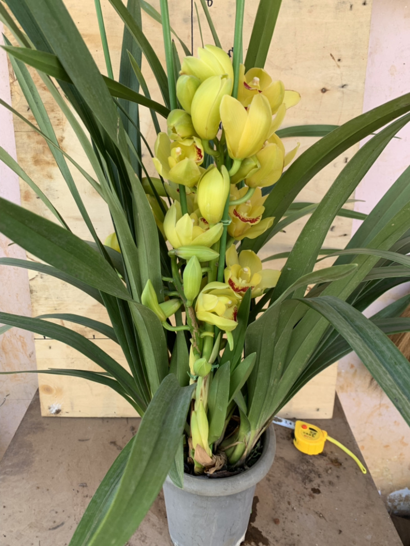 大花惠兰元宵花拱兰好养四季常绿好养喜庆春节花卉