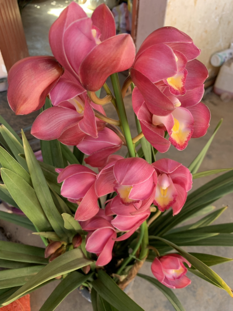 大花惠兰元宵花拱兰好养四季常绿好养喜庆春节花卉